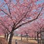 【宇都宮城址公園の河津桜2017】遅れていた入り口付近の桜もほぼ満開に 