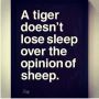 A tiger does not lose sleep over the opinion of sheep.