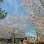 【天平の丘公園】淡墨桜以外の木も開花が進んできました 来週に入れば園内が一斉に満開となりそうです