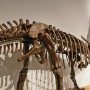 【那須野が原博物館 大恐竜展Ⅱ】アジア最大の竜脚形類マメンチサウルス デカすぎてフレームに収まらんｗ 
