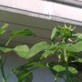 Hah 1 zonnebloem laat wat geels zien