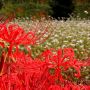 蕎麦畑に深紅の花が映える