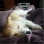 Luie zondag #tomster