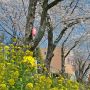【桜紀行2014】真岡市・行屋川水辺公園の桜 菜の花と共に
