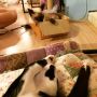 Ik ben even heerlijk aan het genieten in een kattencafe in Phuket!!!