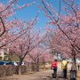 【宇都宮城址公園の河津桜2017】南の入口付近はまだ5分咲きといった所 満開になるのは来週半ばくらいかな？ 