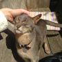 What a beauty! #randomkitteh 