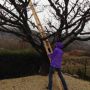 Nieuwe ladder voor de kersenboom. 
