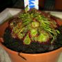Drosera rotundifolia #vleesetendeplant 