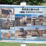 どうやら全部で7頭いるらしい