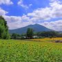 筑西市・明野のひまわりまもなく見頃でーす