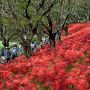 【幸手市・権現堂堤】桜の名所として知られる権現堂ですが彼岸花の名所でもあるんです！