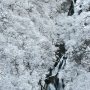 霧降の滝も雪に覆われる 日光とはいえ標高の低い場所にある霧降の滝が雪に覆われるのは結構珍しい事だったりする