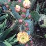 Cactus bloeit. 