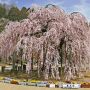 【栃木の桜】「古賀志の孝子桜」と呼ばれる小規模特認校・城山西小学校の校庭の真ん中で咲き誇る枝垂れの名木です