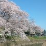 【真岡市・行屋川沿い】朝の散歩道 