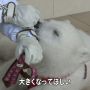 くまくま