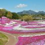 【グンマー】高崎の芝桜の名所・みさと芝桜公園 昨年は植え替えたばかりなのか株の形がハッキリ見えていましたが今年は良さそうです