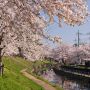 【栃木の桜】真岡市・行屋川沿いの桜 真岡市街での桜見物ならここですね～
