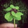 Meanwhile in #Wonderland. Found a huuuge clover with eight(!) leaves. Yes. BIG LUCK!!