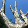   Blue sky #santiago #circom