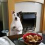Back at the ranch I'm missing out on fresh sausage rolls ffs.