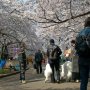 【埼玉県・大宮公園の桜】横綱クラスのわんわんがいらっしゃった♪ 