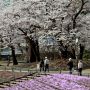 【桜紀行2014】矢板市・長峰公園の桜 芝桜も綺麗♪