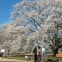 【天平の丘公園】撤収する直前には抜けるような青空！ 素晴らしい！！