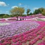 【グンマー】高崎の芝桜の名所・みさと芝桜公園 昨年は植え替えたばかりなのか株の形がハッキリ見えていましたが今年は良さそうです