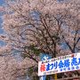 【栃木の桜】真岡市・行屋川沿いの桜 真岡市街での桜見物ならここですね～