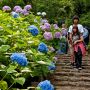 【太平山 あじさい坂】以前に比べると株数がかなり寂しくなってしまった感アリアリですが今年も綺麗に咲きました