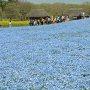 【ひたち海浜公園2016】一面に広がる蒼き絨毯 バックの菜の花畑も綺麗♪ 
