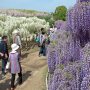 【あしかがフラワーパーク2017】むらさき藤はもうそろそろ終わりの時期ですね・・・ 