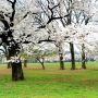 今朝ロケ行った所の桜ちゃん＼(^o^)／