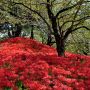 【権現堂堤の彼岸花】入り口付近 花の山がお出迎え