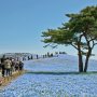 【ひたち海浜公園2016】この丘への登り口付近にある松の木はなかなか存在感があってよろしい 