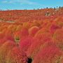 【ひたち海浜公園】コキアの紅葉は始まったばかりですので今週末はオススメですよ～