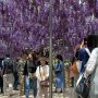 【あしかがフラワーパーク2017】葡萄のような八重咲きの黒龍藤 