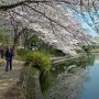 【埼玉県・大宮公園の桜】水辺の桜は映り込みを狙わなきゃ！ 
