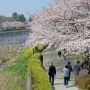 【つつじが岡公園】鯉のぼりを見ているとはやGWな雰囲気ｗ