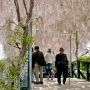【あしかがフラワーパーク】うすべに橋