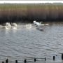 Opvliegen #zwanen #natuur #polder #vogels 