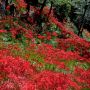 【茂木町・城山公園の彼岸花】遊歩道を彩る深紅のカーペット