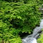 清流に緑がそよぐ