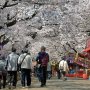 【埼玉県・大宮公園の桜】自由広場は桜のトンネルでした これほどとは思わんかった マジSUGEEEE!!! 