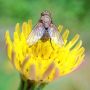 “I'm so Fly”

Shot today with my 4S and olloclip, 1 cm away from the fly. So cool!!
One Photo a Day Project #093
.