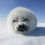 @haroldreusken zeehond 