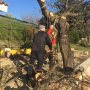 Kersenboom. 