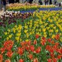 【ひたち海浜公園2016】珍しい品種のチューリップもいっぱい咲いてます 